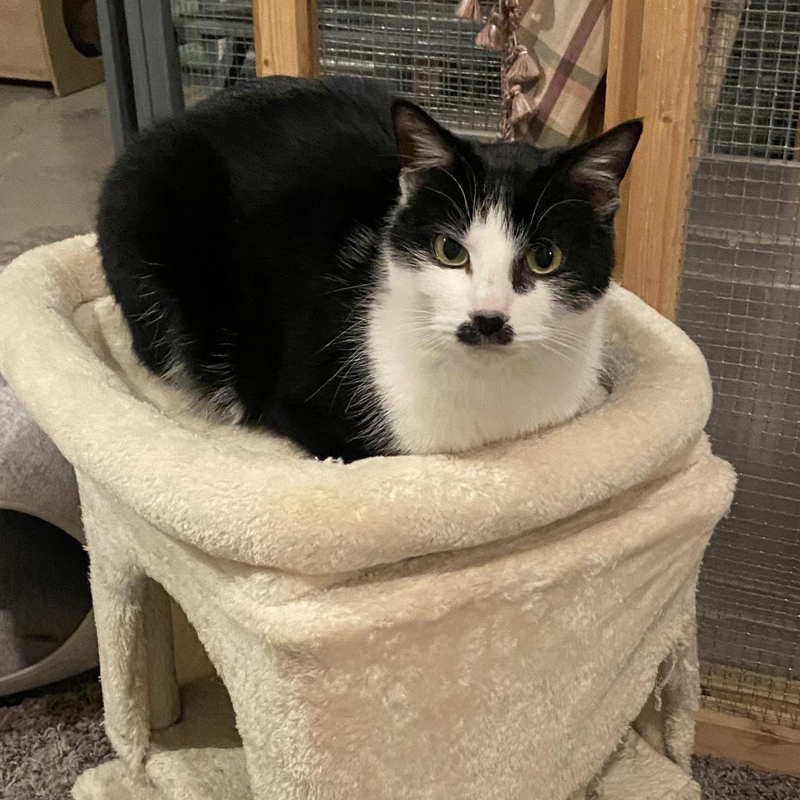 Groucho, a Adoptable American Shorthair in Shawnee, KS image 1/6