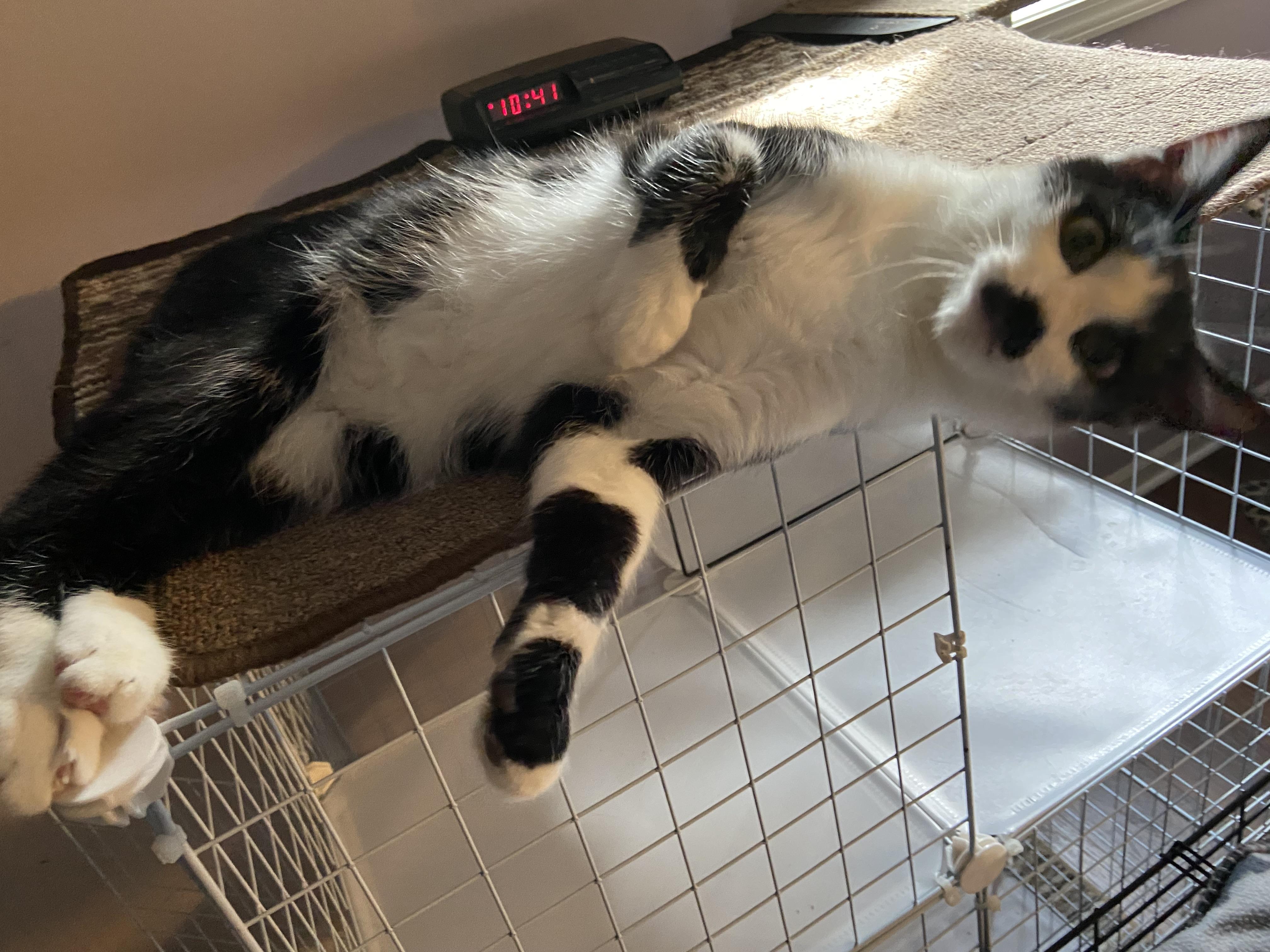 Enlarge Groucho, a Adoptable American Shorthair in Shawnee, KS image 3/5