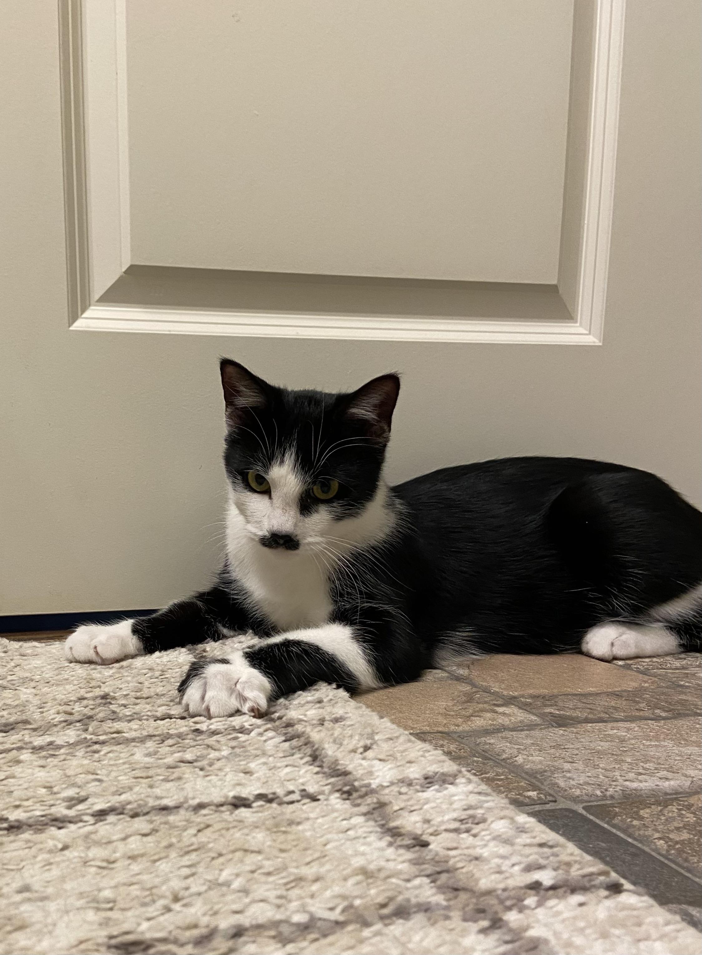 Groucho, Adoptable, Young Male American Shorthair.