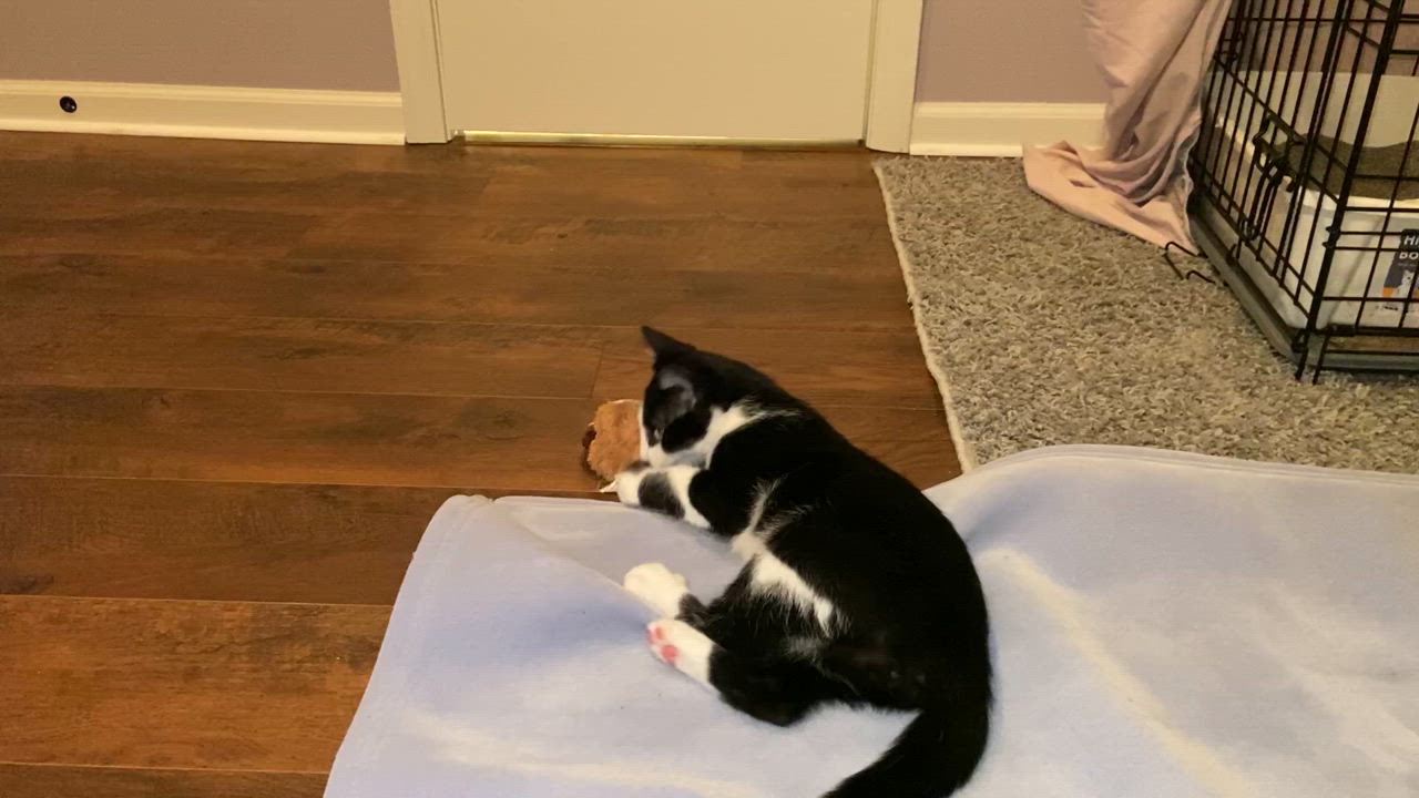 Enlarge Groucho, a Adoptable American Shorthair in Shawnee, KS video 4/5