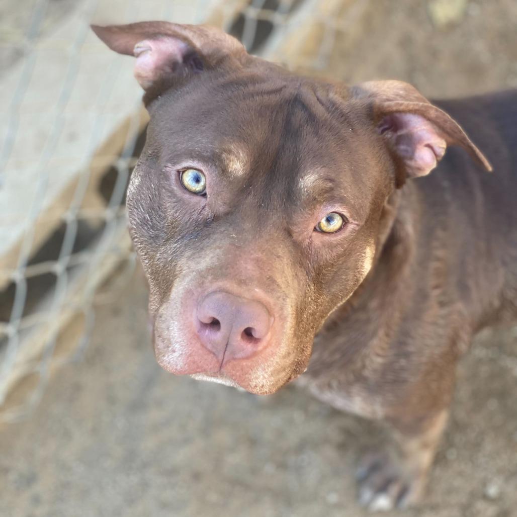 Enlarge Colby, a Adoptable mixed breed in Riverside, CA image 4/6