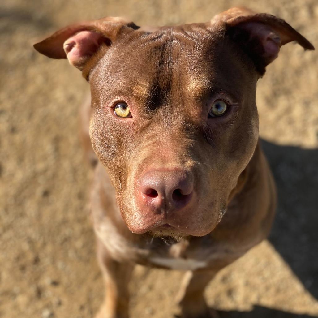 Enlarge Colby, a Adoptable mixed breed in Riverside, CA image 5/6