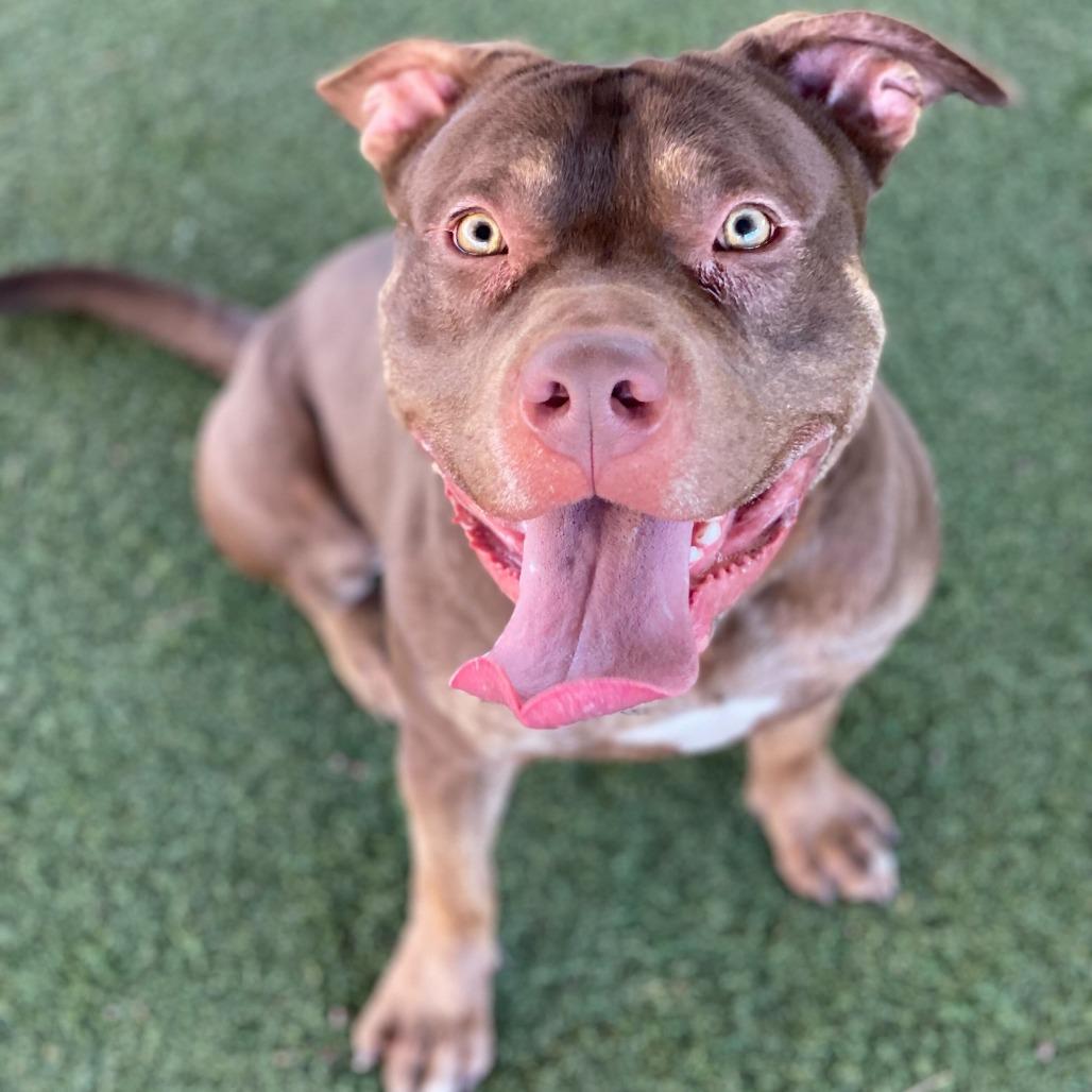 Enlarge Colby, a Adoptable mixed breed in Riverside, CA image 6/6