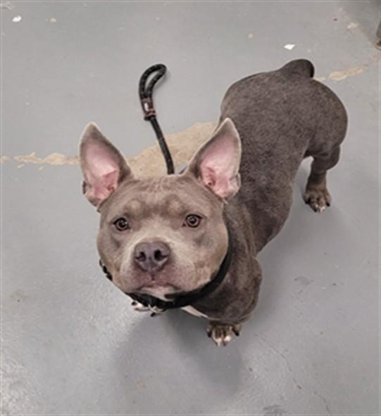 PERCH, Adoptable, Young Female Pit Bull Terrier.