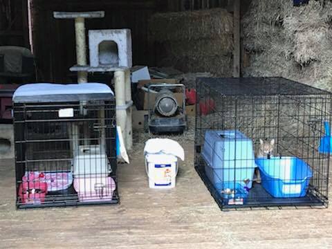 Barn Cats, a Adoptable mixed breed in Grand Rapids, MI image 1/4