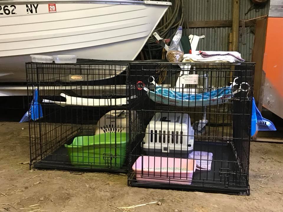 Barn Cats, a Adoptable mixed breed in Grand Rapids, MI image 2/4