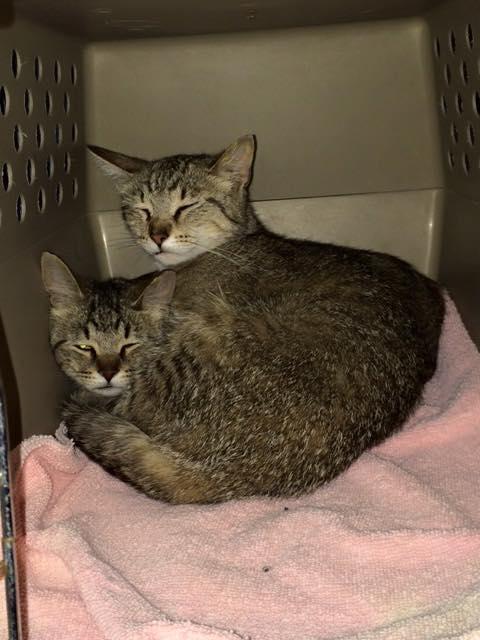 Barn Cats, a Adoptable mixed breed in Grand Rapids, MI image 3/4