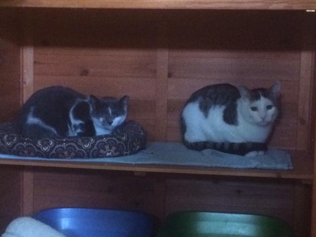 Barn Cats, a Adoptable mixed breed in Grand Rapids, MI image 4/4