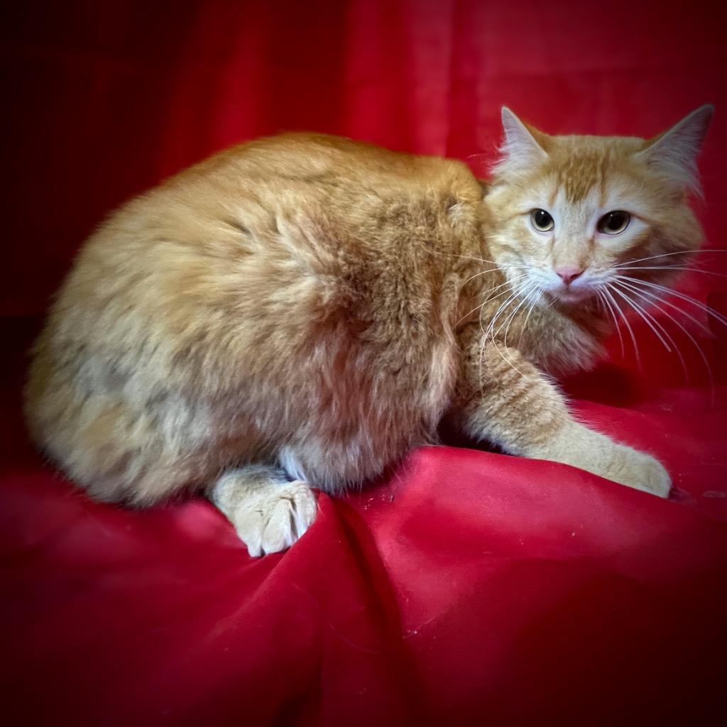 Enlarge Donnie, a Adoptable mixed breed in Pittsfield, IL image 1/2