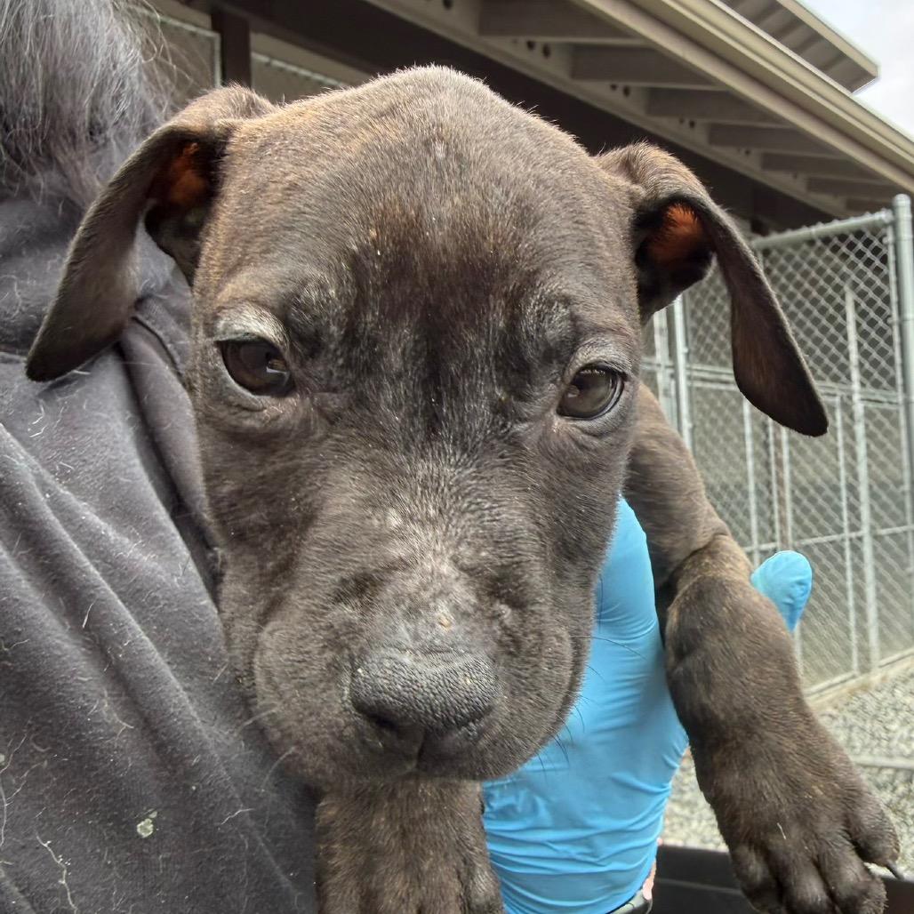 Gerard, Adoptable, Puppy Male Pit Bull Terrier.