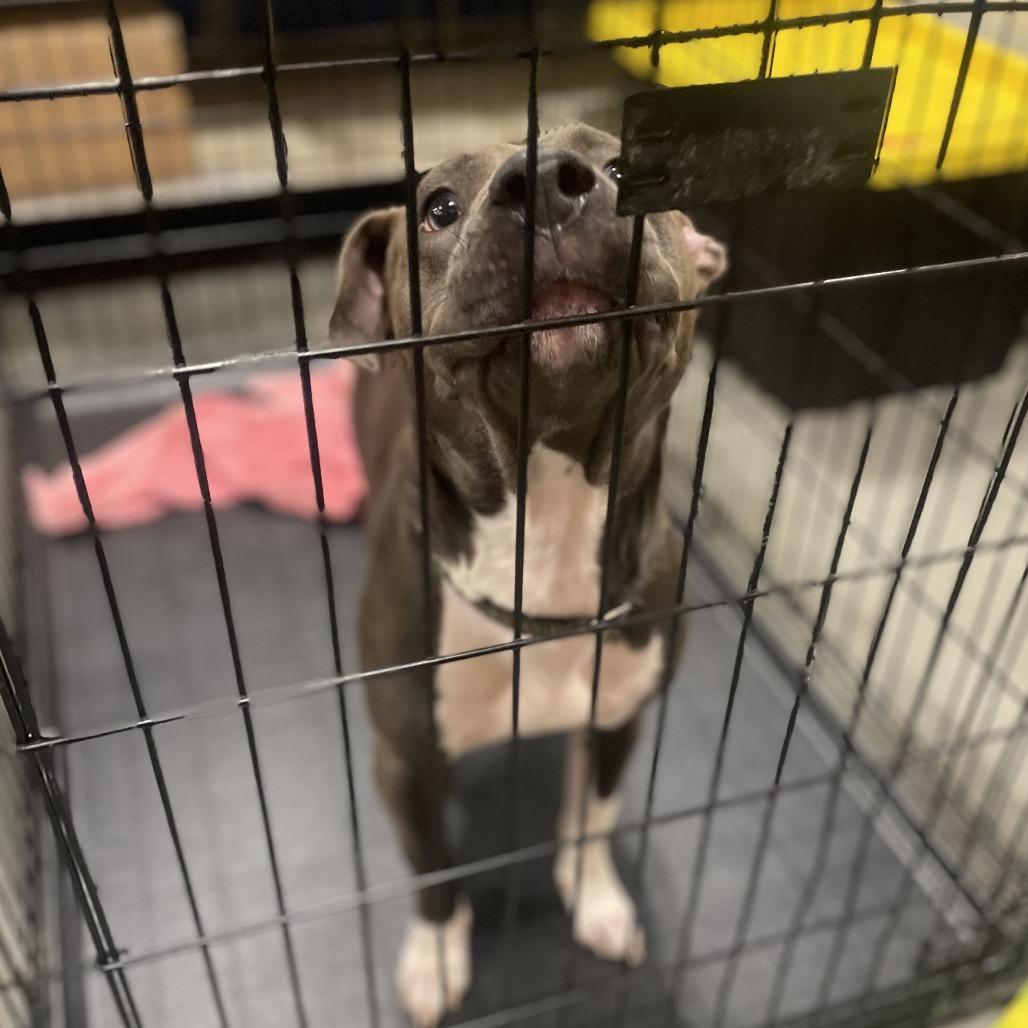 Enlarge Pitty Patty, a Adoptable Pit Bull Terrier in Fayetteville, GA image 1/6