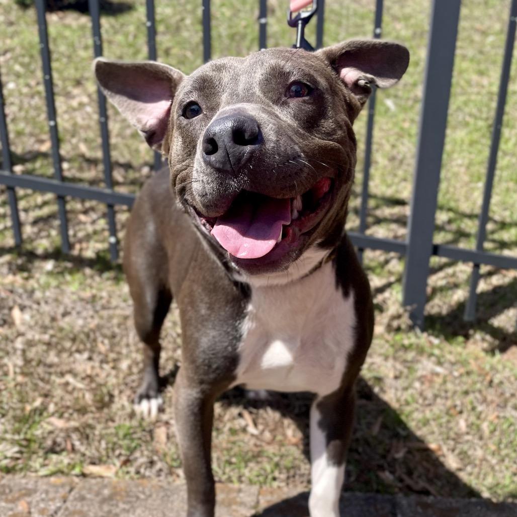 Enlarge Pitty Patty, a Adoptable Pit Bull Terrier in Fayetteville, GA image 2/6