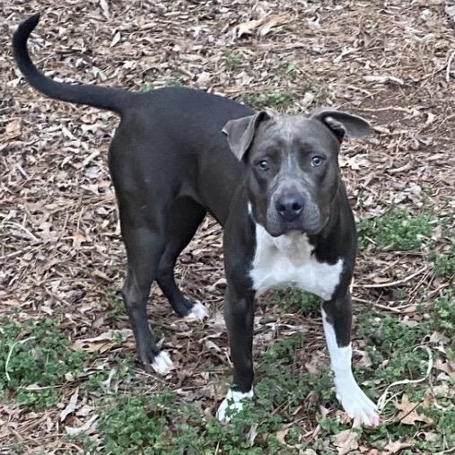 Enlarge Pitty Patty, a Adoptable Pit Bull Terrier in Fayetteville, GA image 3/6