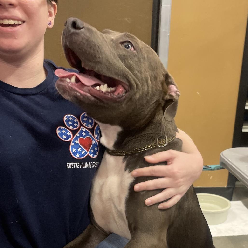 Enlarge Pitty Patty, a Adoptable Pit Bull Terrier in Fayetteville, GA image 4/6
