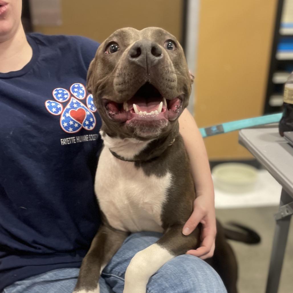 Enlarge Pitty Patty, a Adoptable Pit Bull Terrier in Fayetteville, GA image 5/6