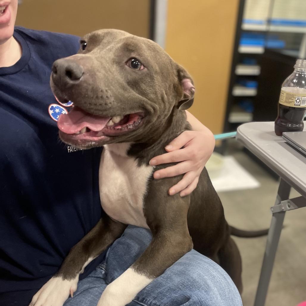 Enlarge Pitty Patty, a Adoptable Pit Bull Terrier in Fayetteville, GA image 6/6
