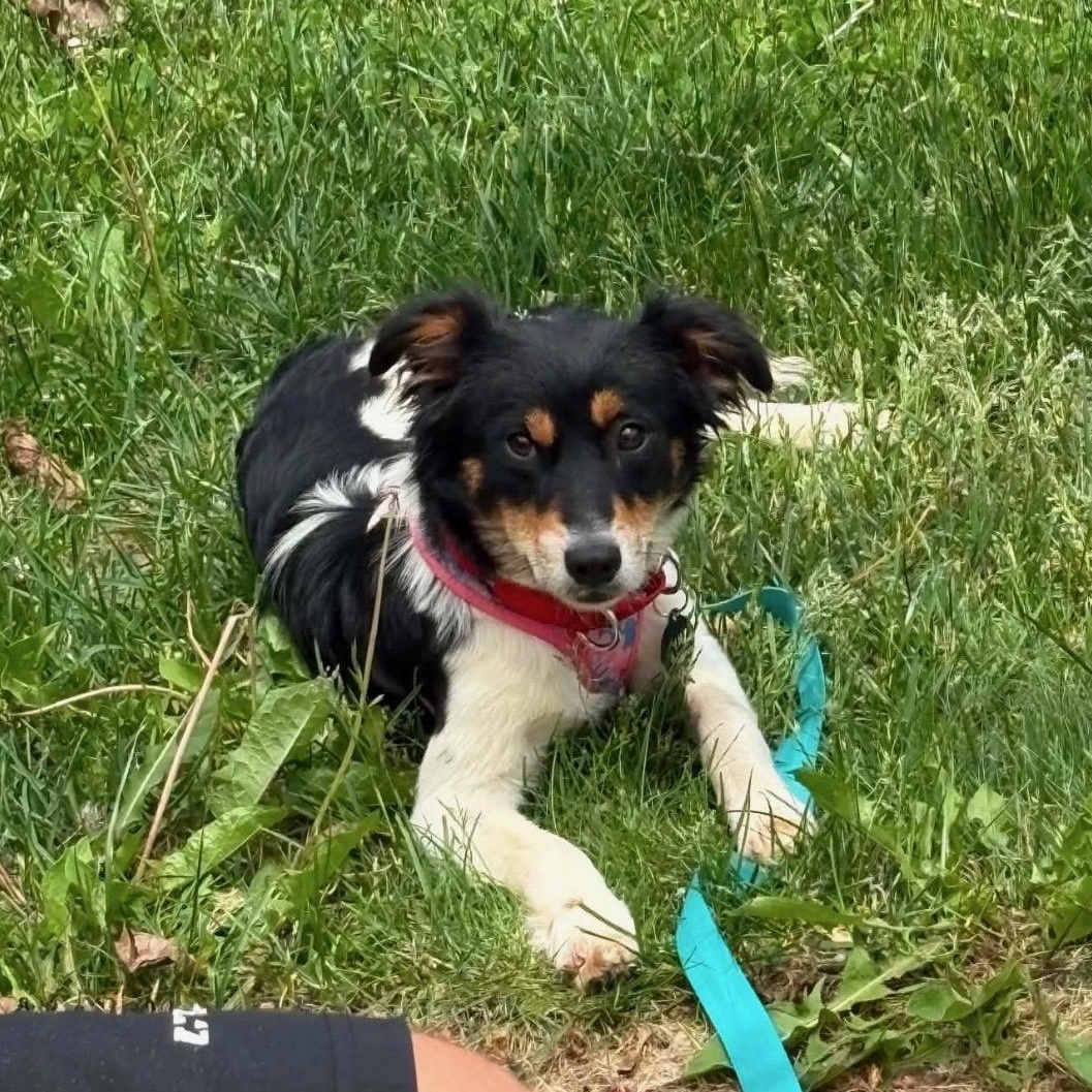 Cherry, a ADOPTABLE mixed breed in Cedarburg, WI image 2/6