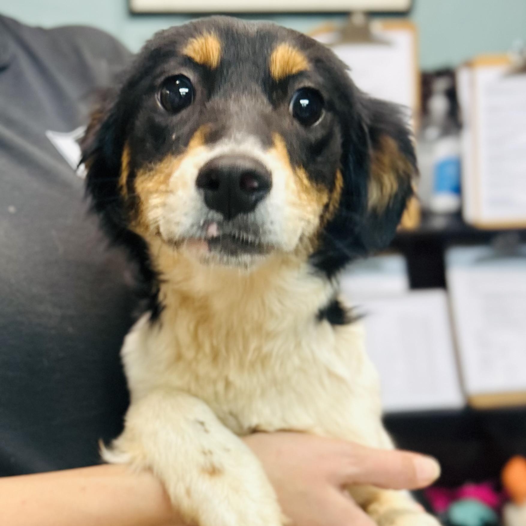 Cherry, ADOPTABLE, Puppy Female Australian Shepherd & Jack Russell Terrier.