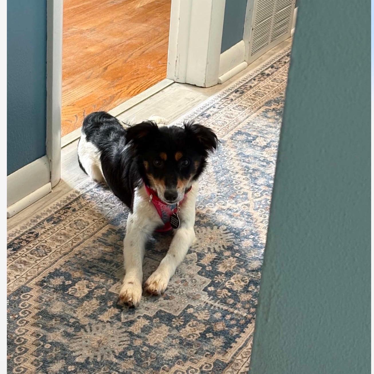 Cherry, a ADOPTABLE mixed breed in Cedarburg, WI image 6/6