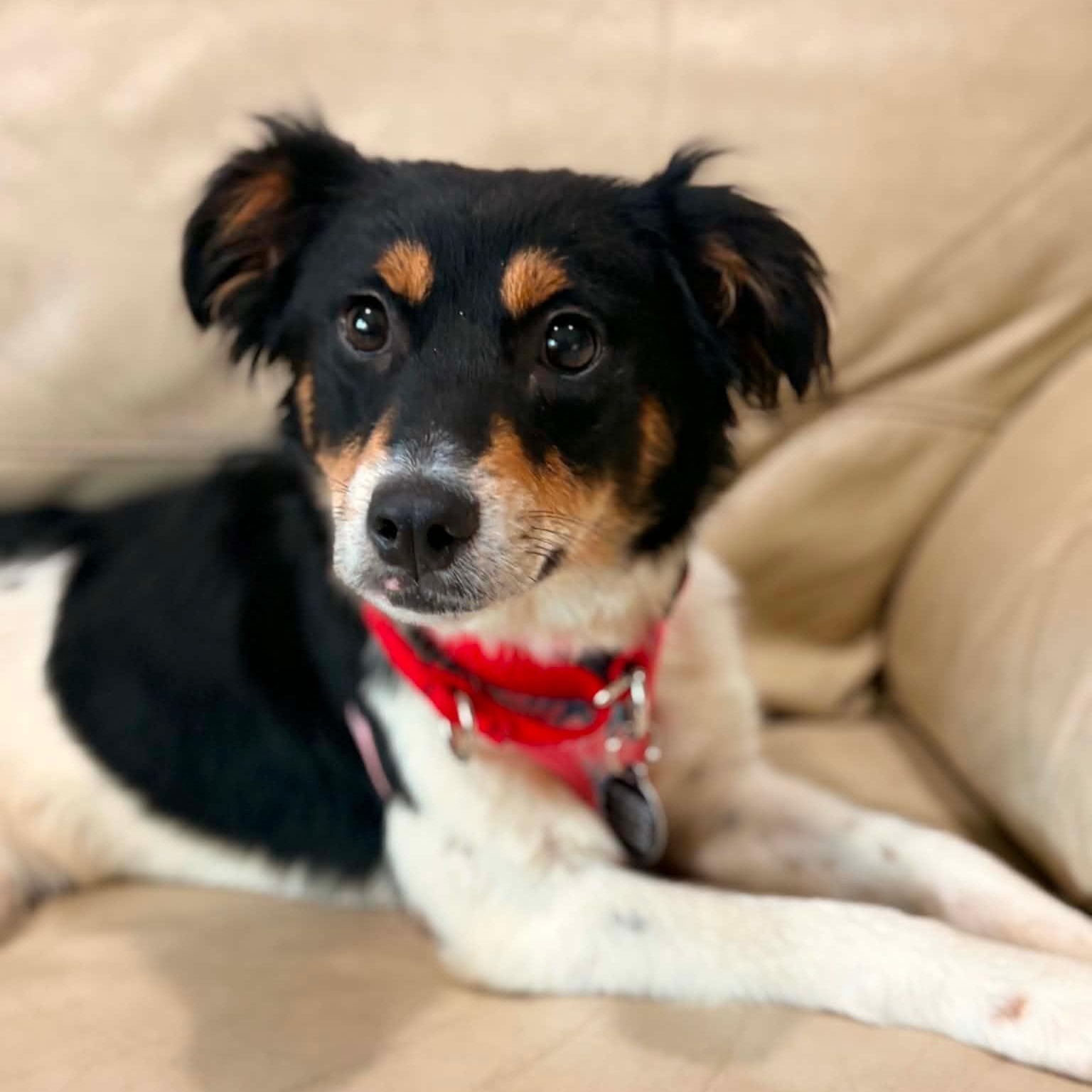Cherry, a ADOPTABLE mixed breed in Cedarburg, WI image 4/6