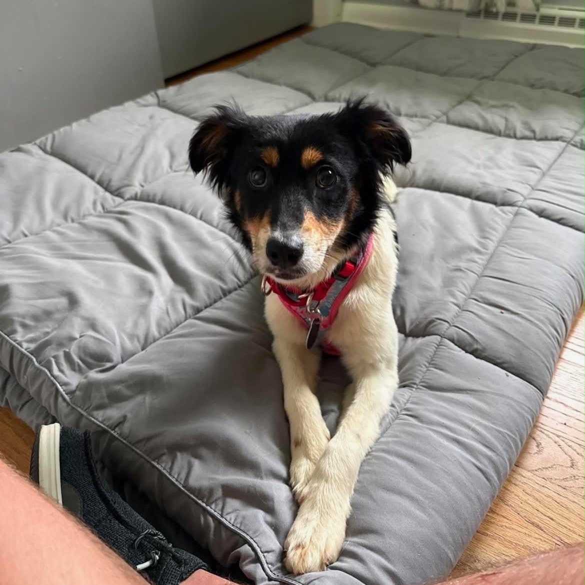 Cherry, a ADOPTABLE mixed breed in Cedarburg, WI image 5/6