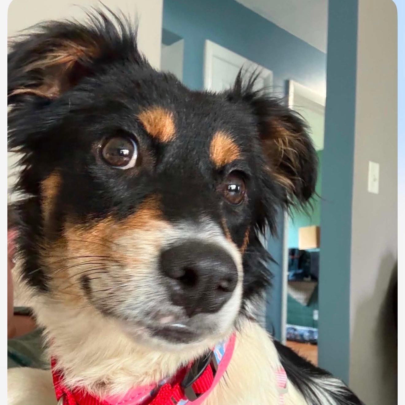 Cherry, a ADOPTABLE mixed breed in Cedarburg, WI image 3/6