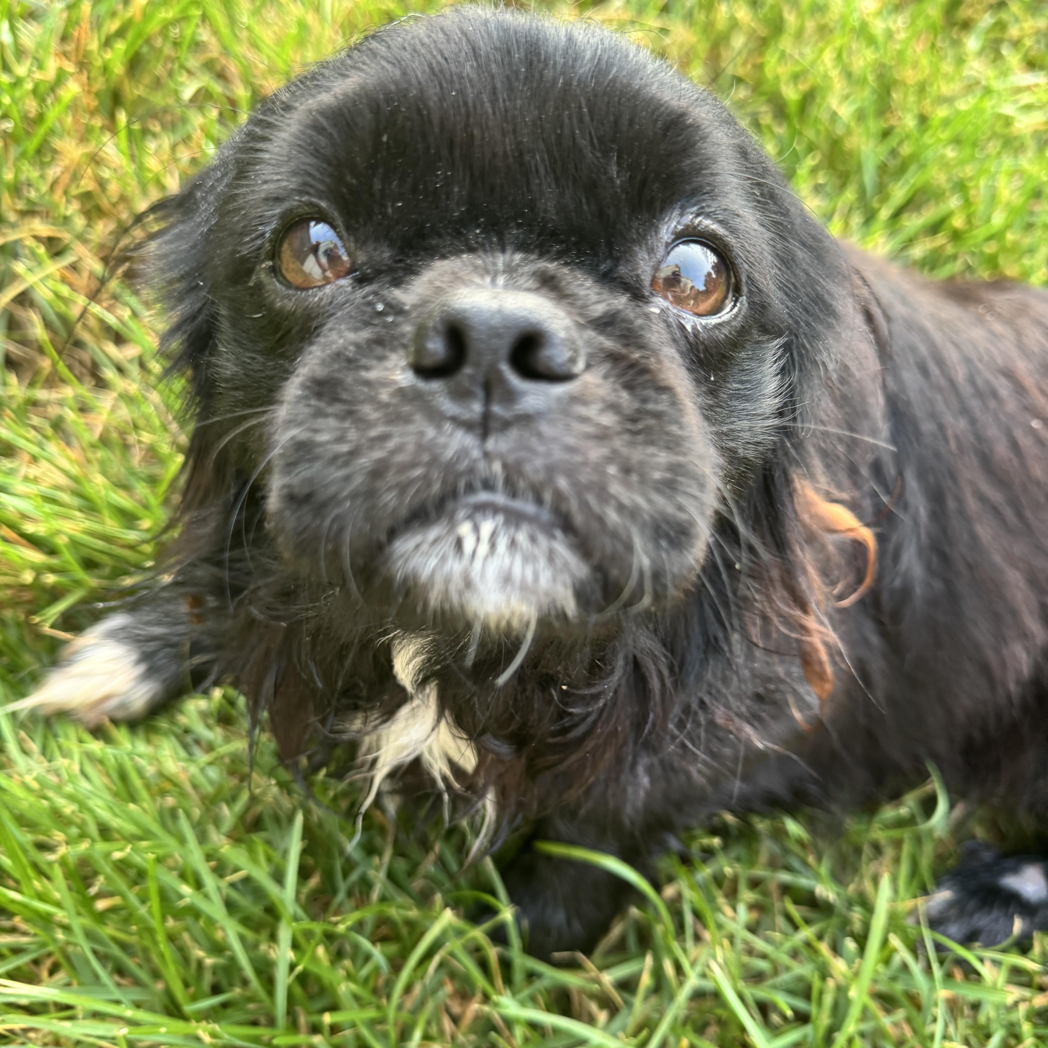 Peke, a ADOPTABLE Pekingese in Gainesville, VA image 4/6