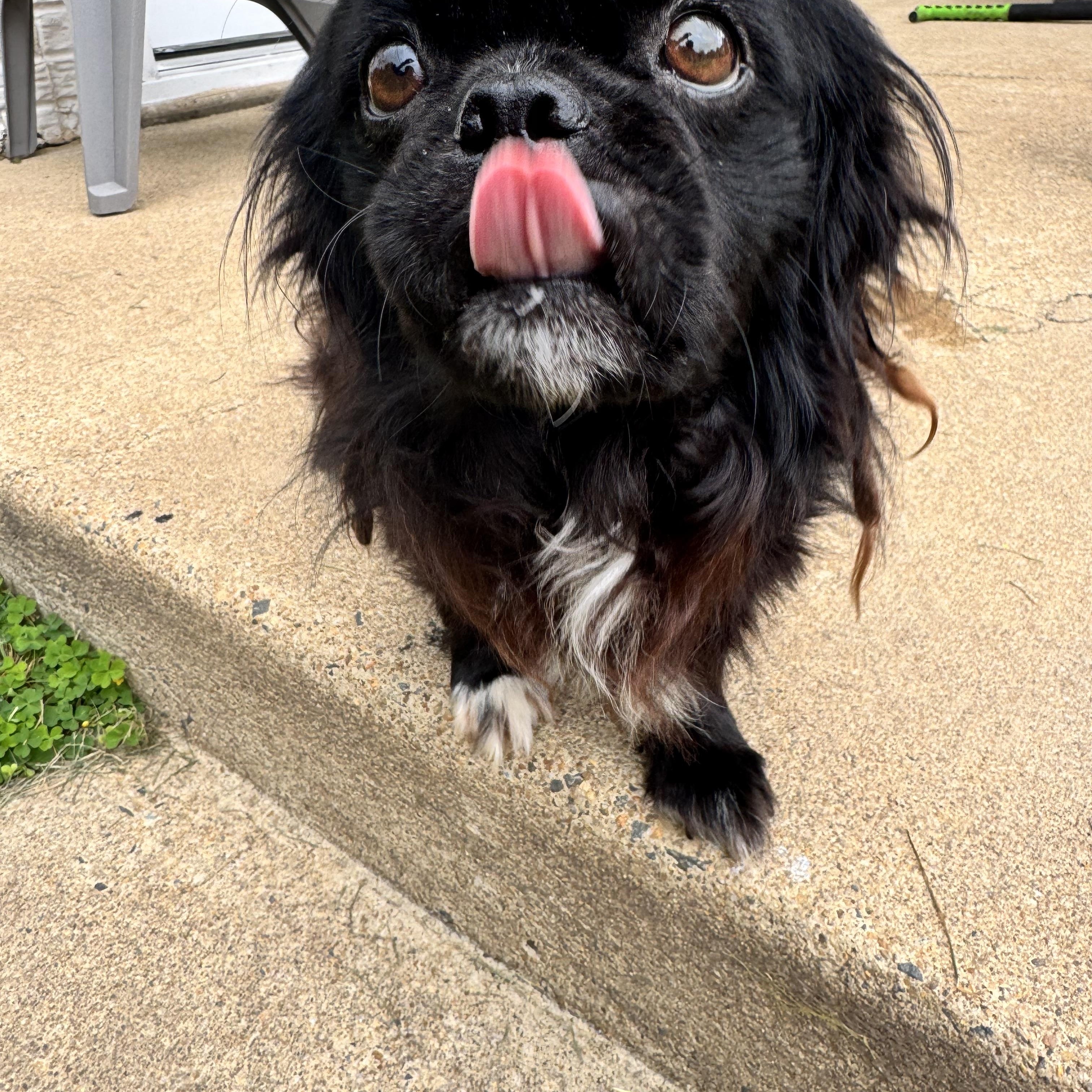 Peke, a ADOPTABLE Pekingese in Gainesville, VA image 3/6