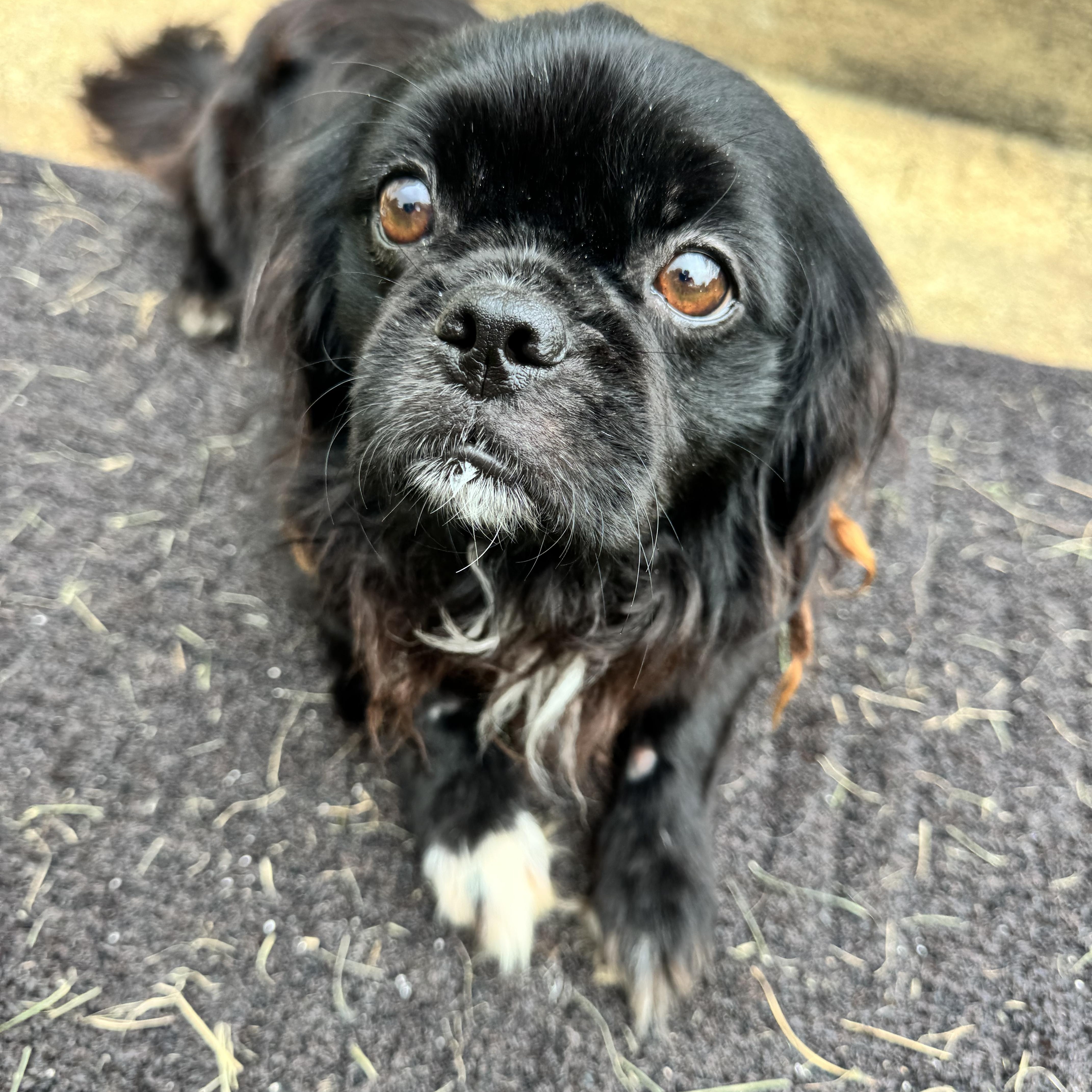 Peke, ADOPTABLE, Adult Male Pekingese.