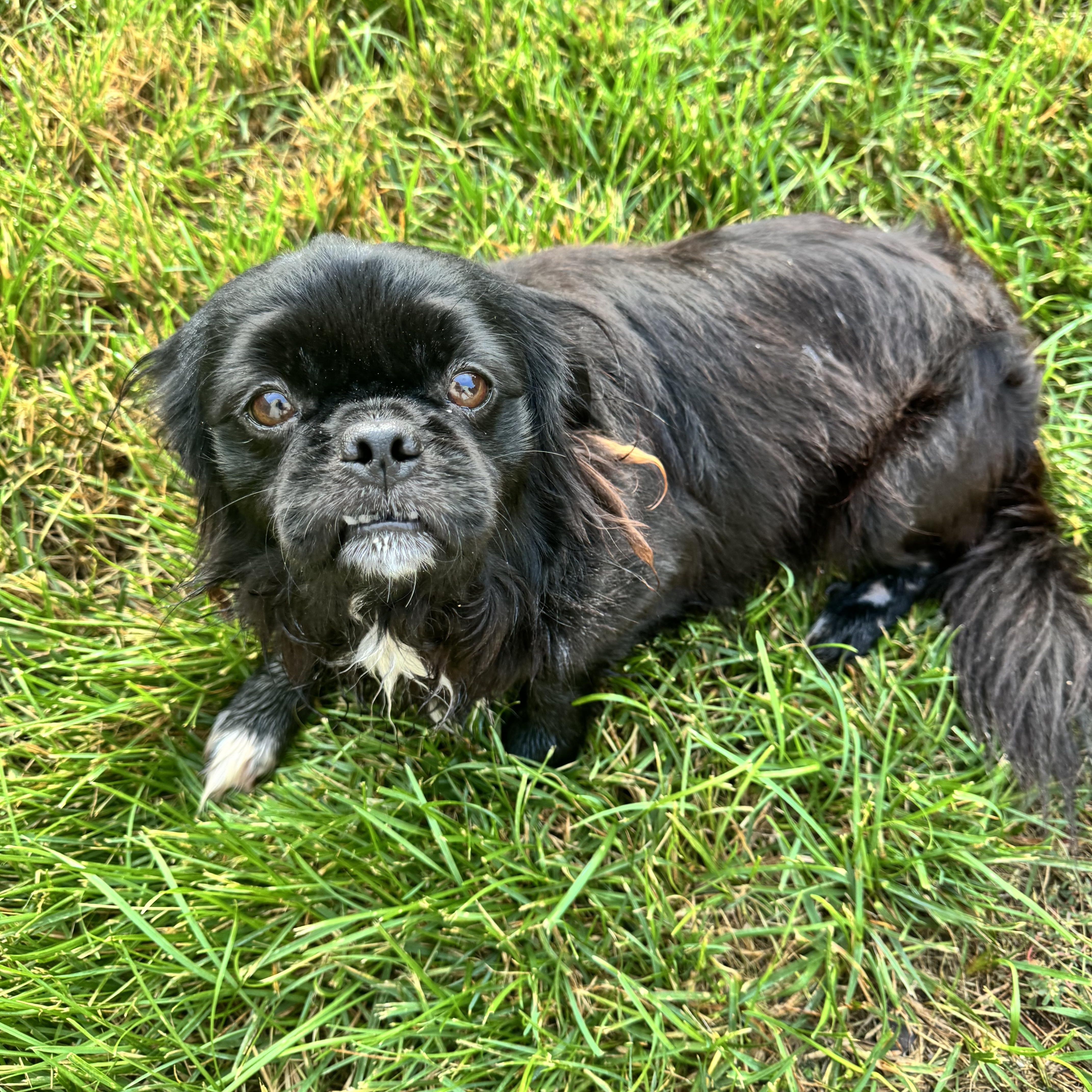 Peke, a ADOPTABLE Pekingese in Gainesville, VA image 6/6