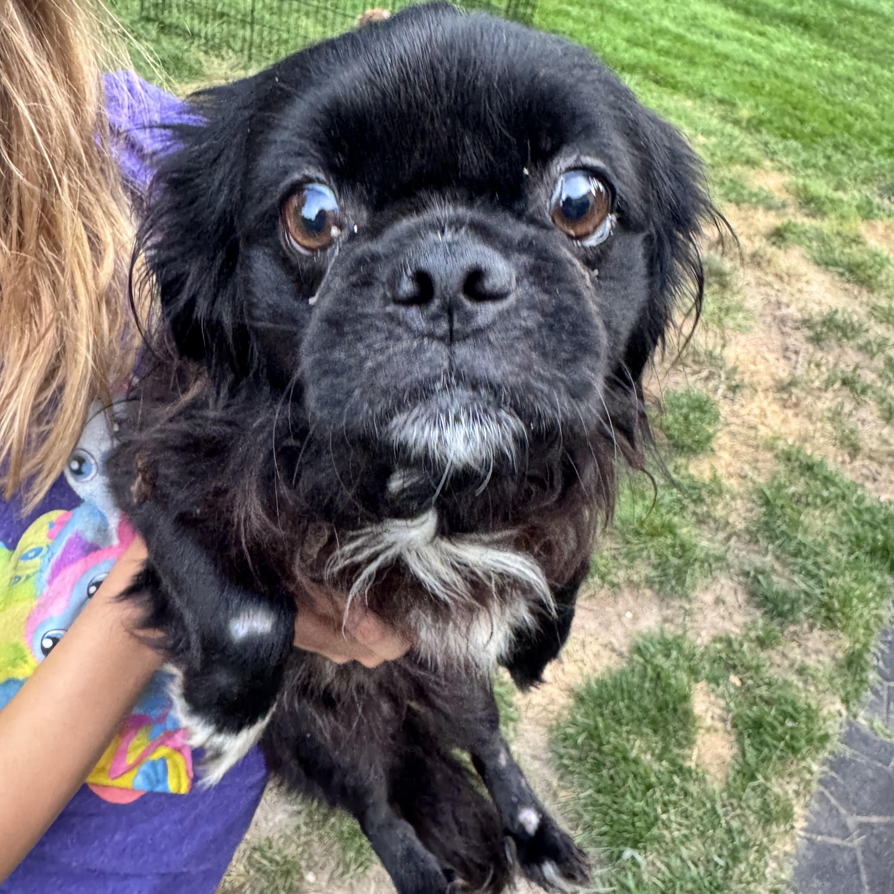 Peke, a ADOPTABLE Pekingese in Gainesville, VA image 5/6