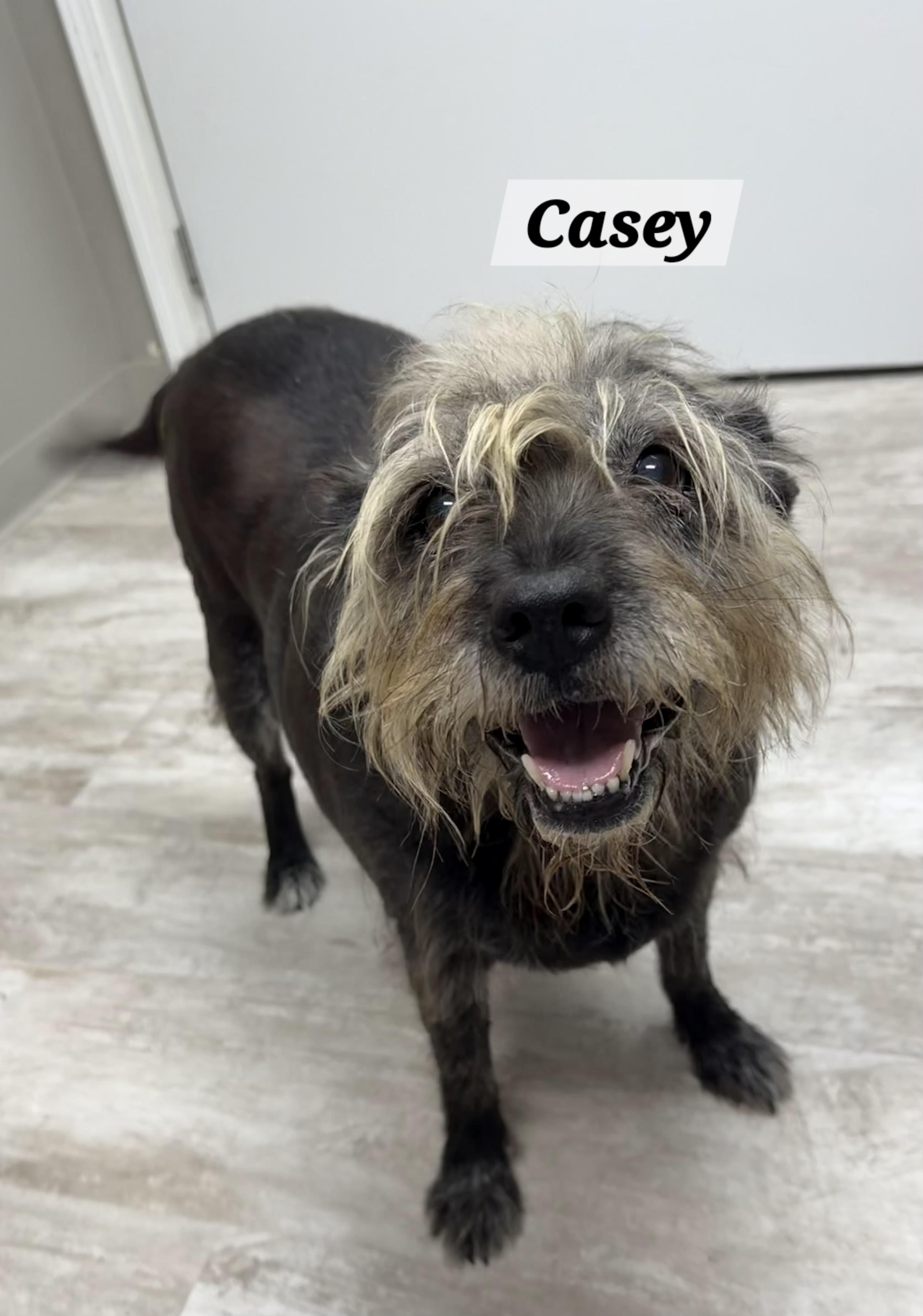 Casey, Adoptable, Adult Female Labrador Retriever & Schnauzer.