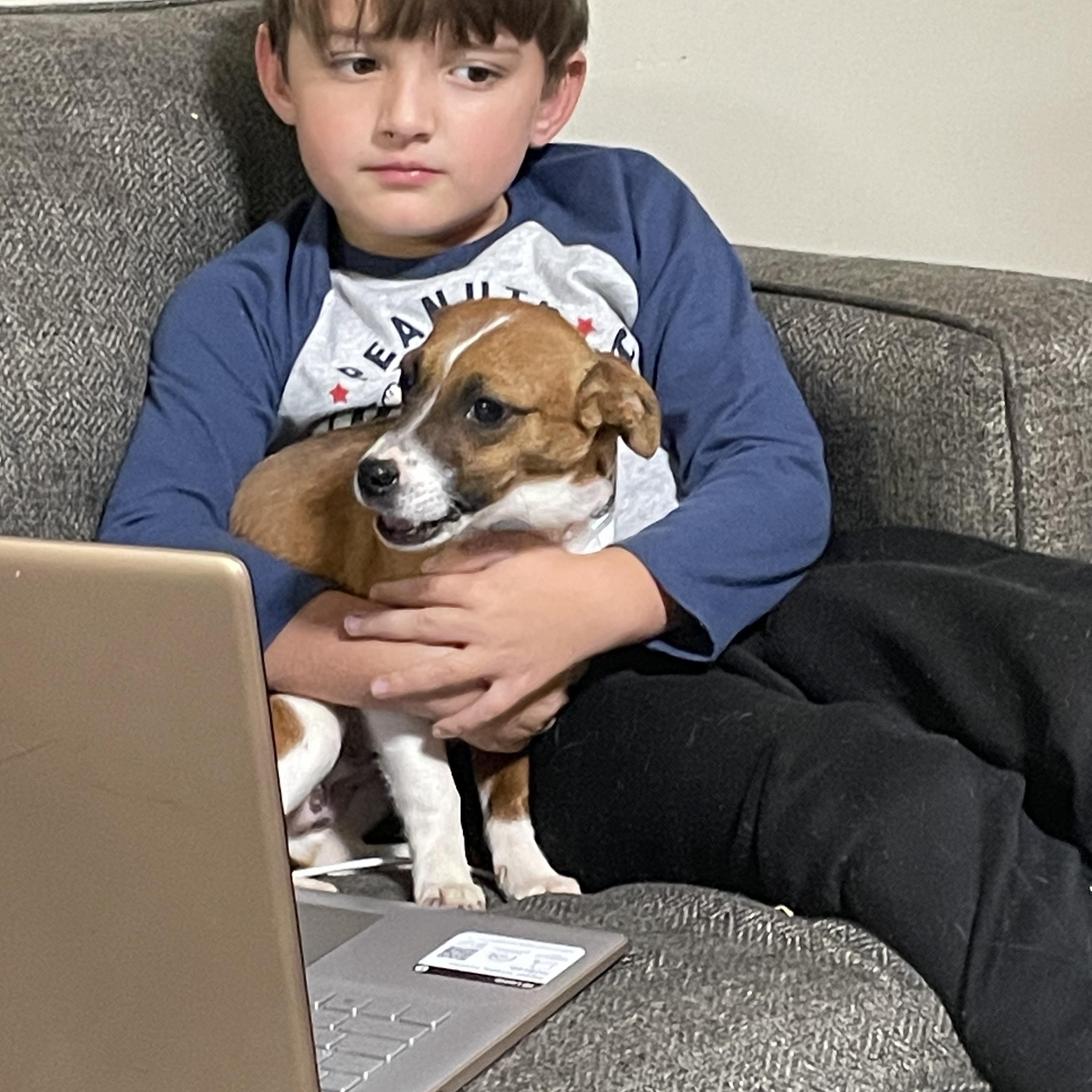 FRIDAY, ADOPTABLE, Adult Female Chihuahua.