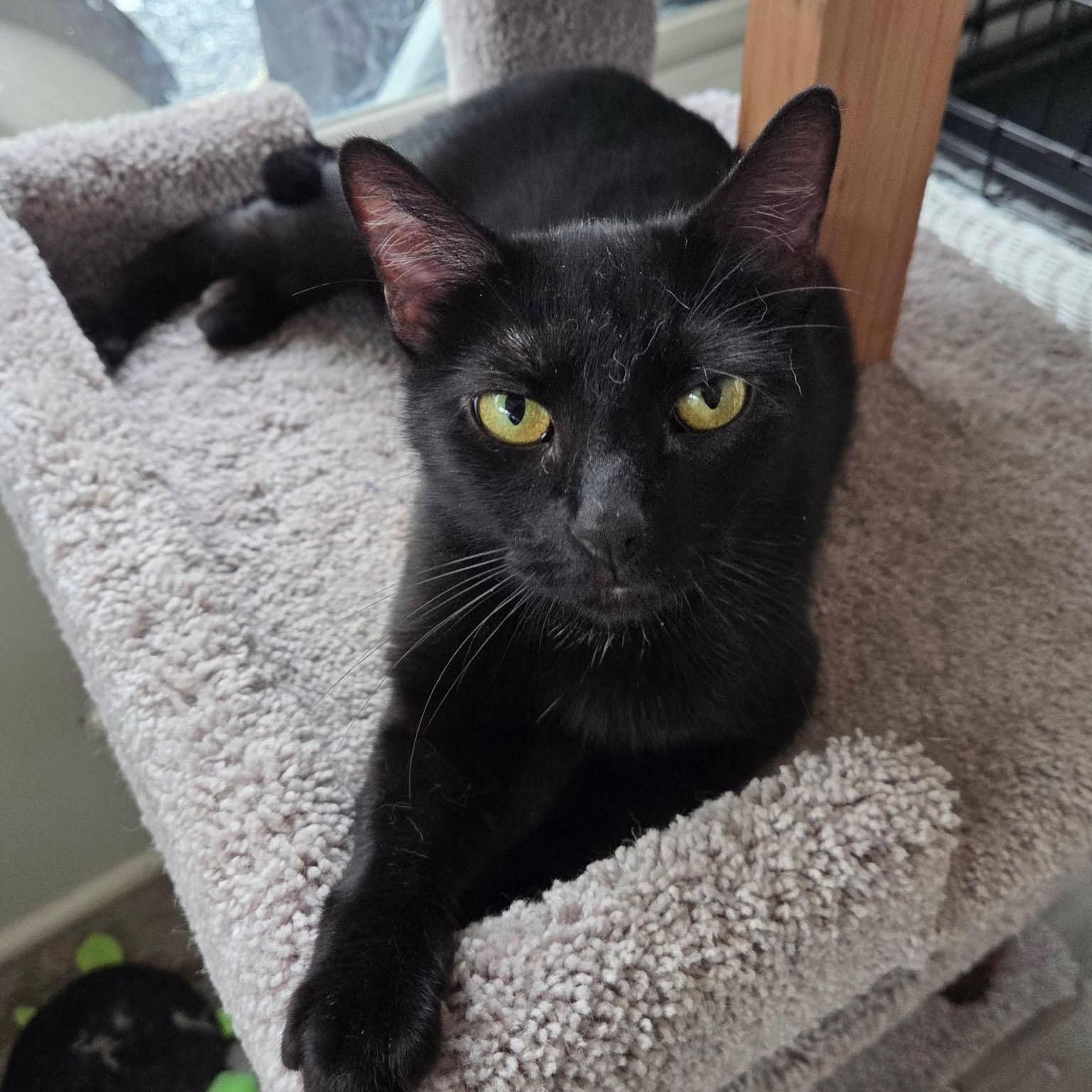 Enlarge Eve, a Adoptable Domestic Short Hair in Harrisburg, PA image 5/6