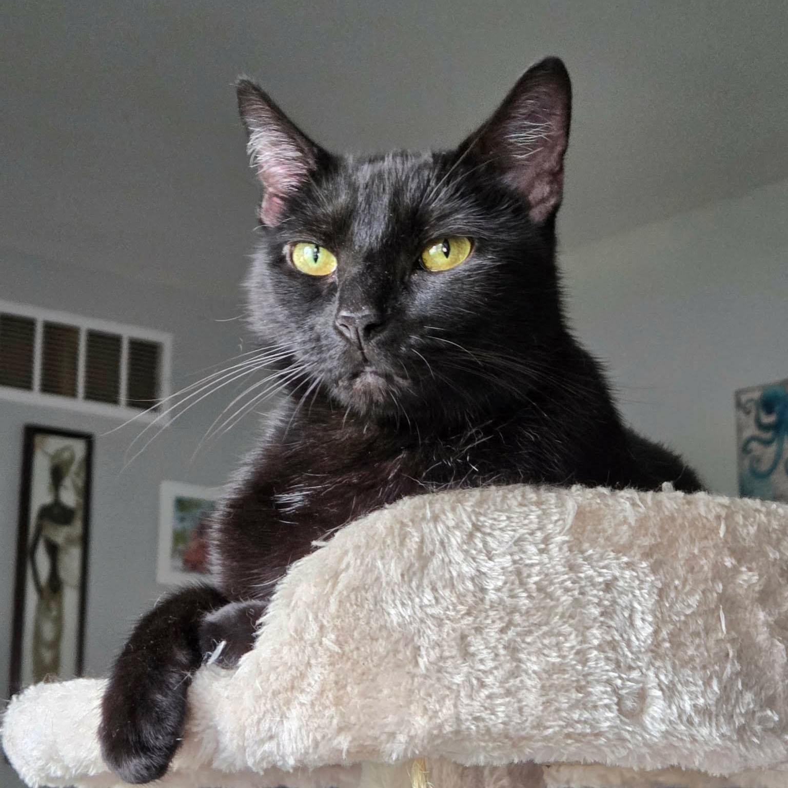 Eve, Adoptable, Young Female Domestic Short Hair.