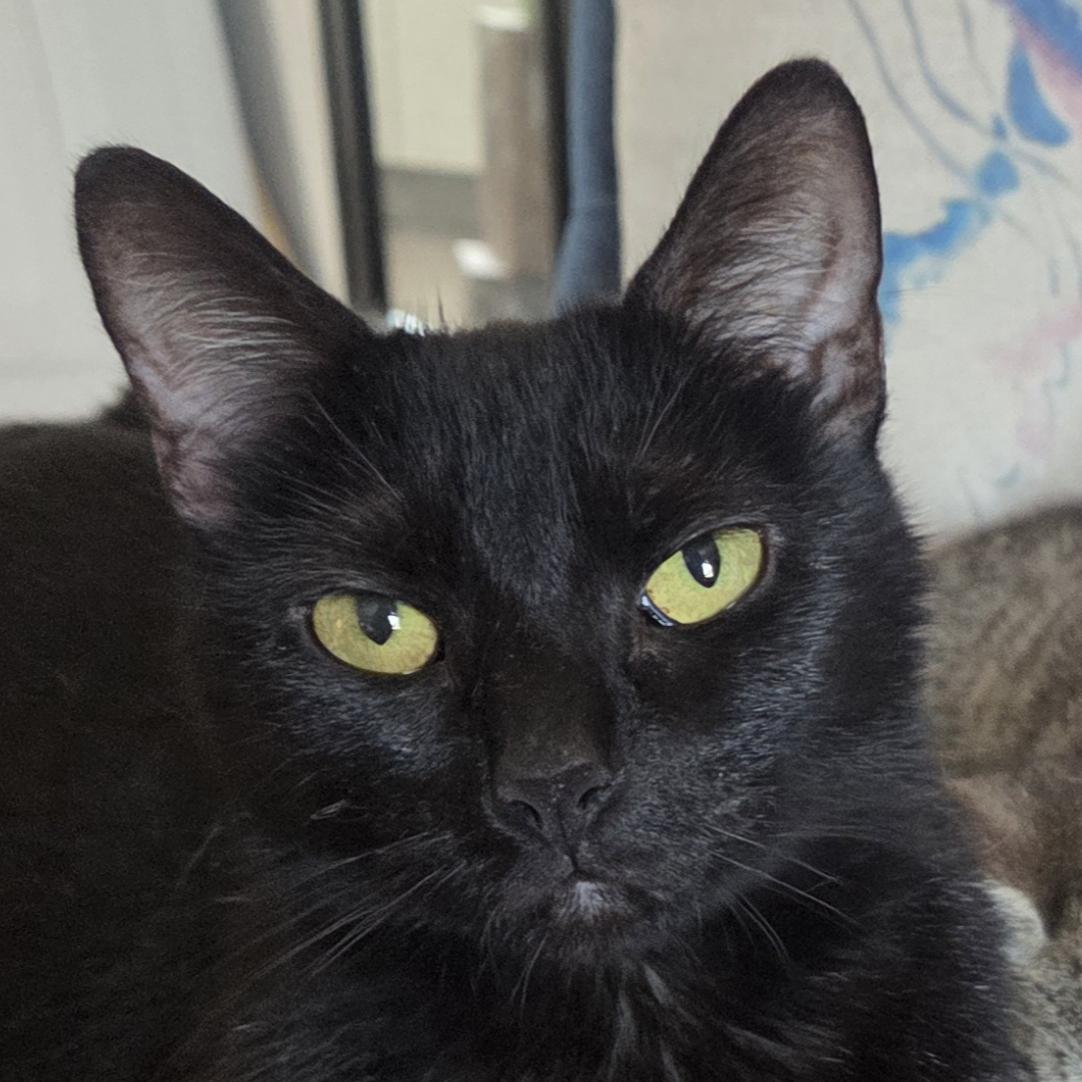 Enlarge Eve, a Adoptable Domestic Short Hair in Harrisburg, PA image 2/6