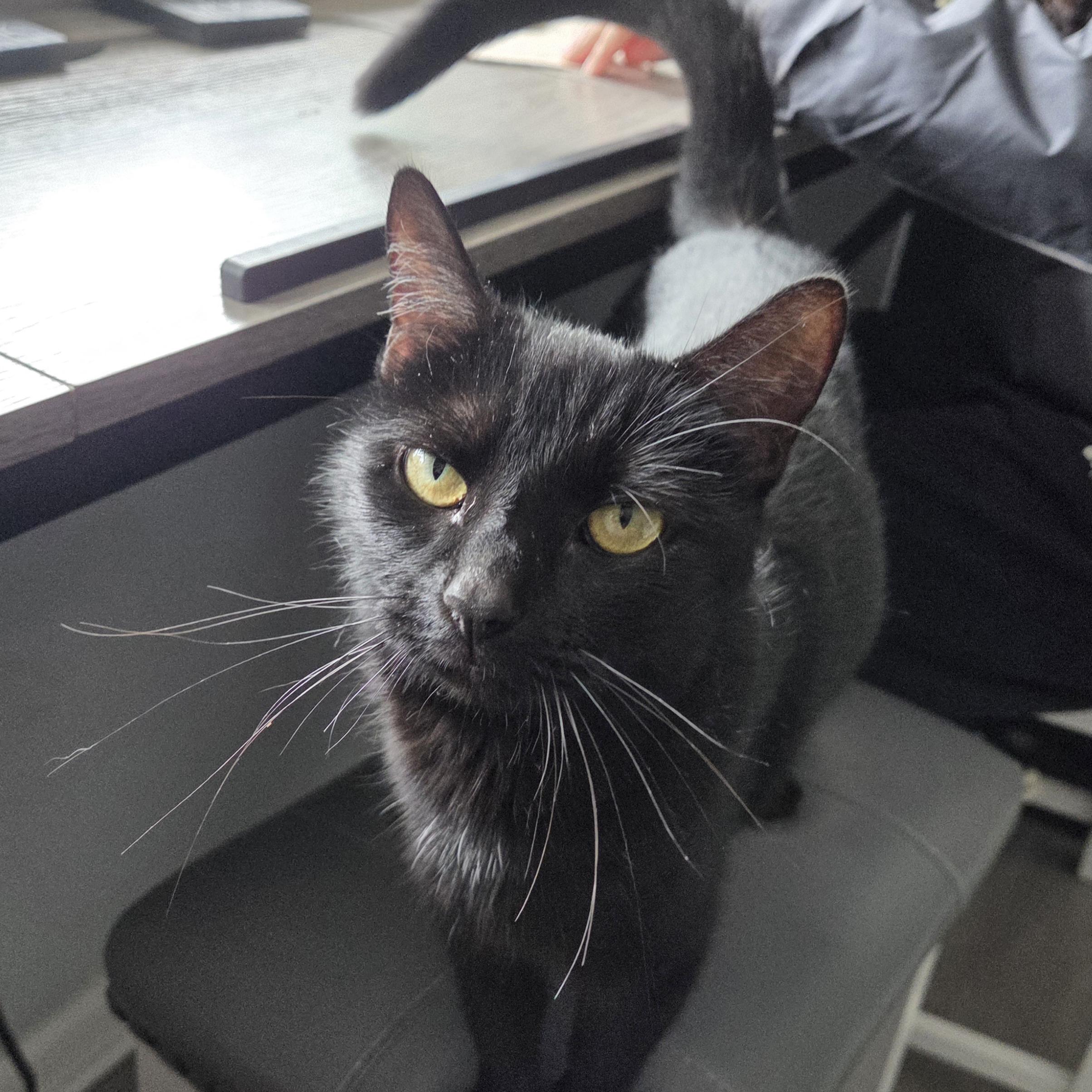 Enlarge Eve, a Adoptable Domestic Short Hair in Harrisburg, PA image 4/6