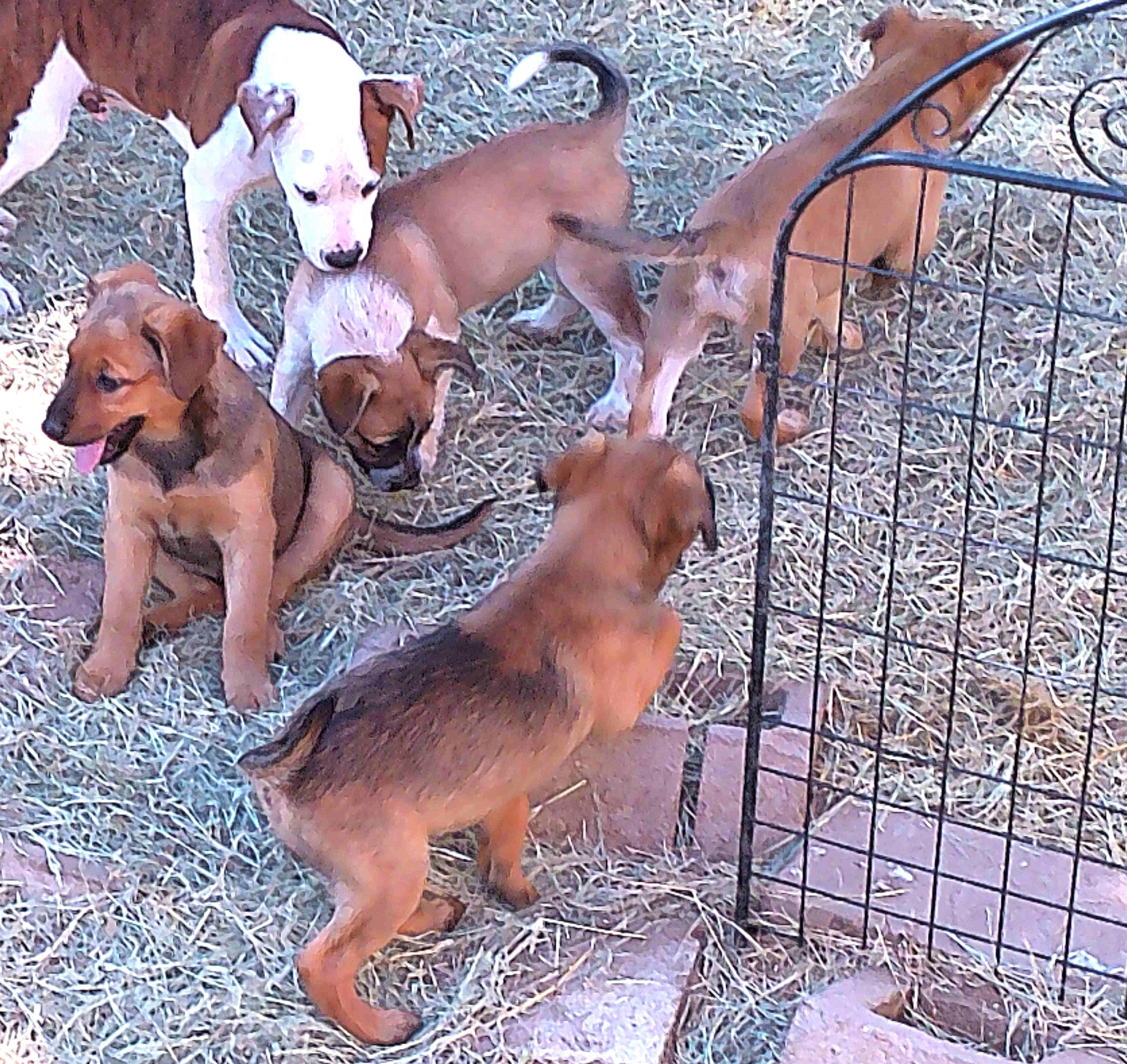 Enlarge GYPSY, a Adopted mixed breed in San Antonio, TX image 4/6
