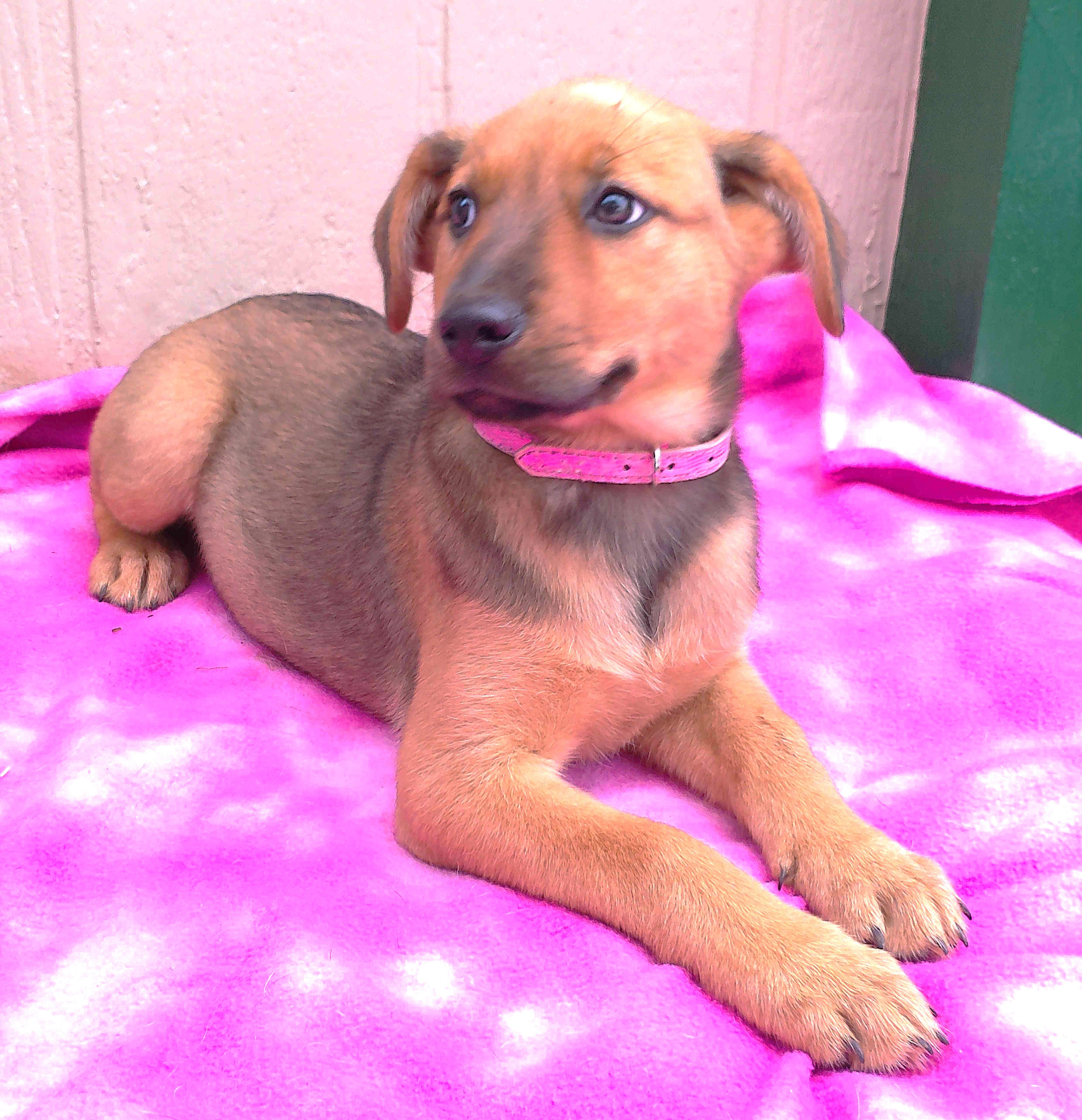 Enlarge GYPSY, a Adopted mixed breed in San Antonio, TX image 1/6