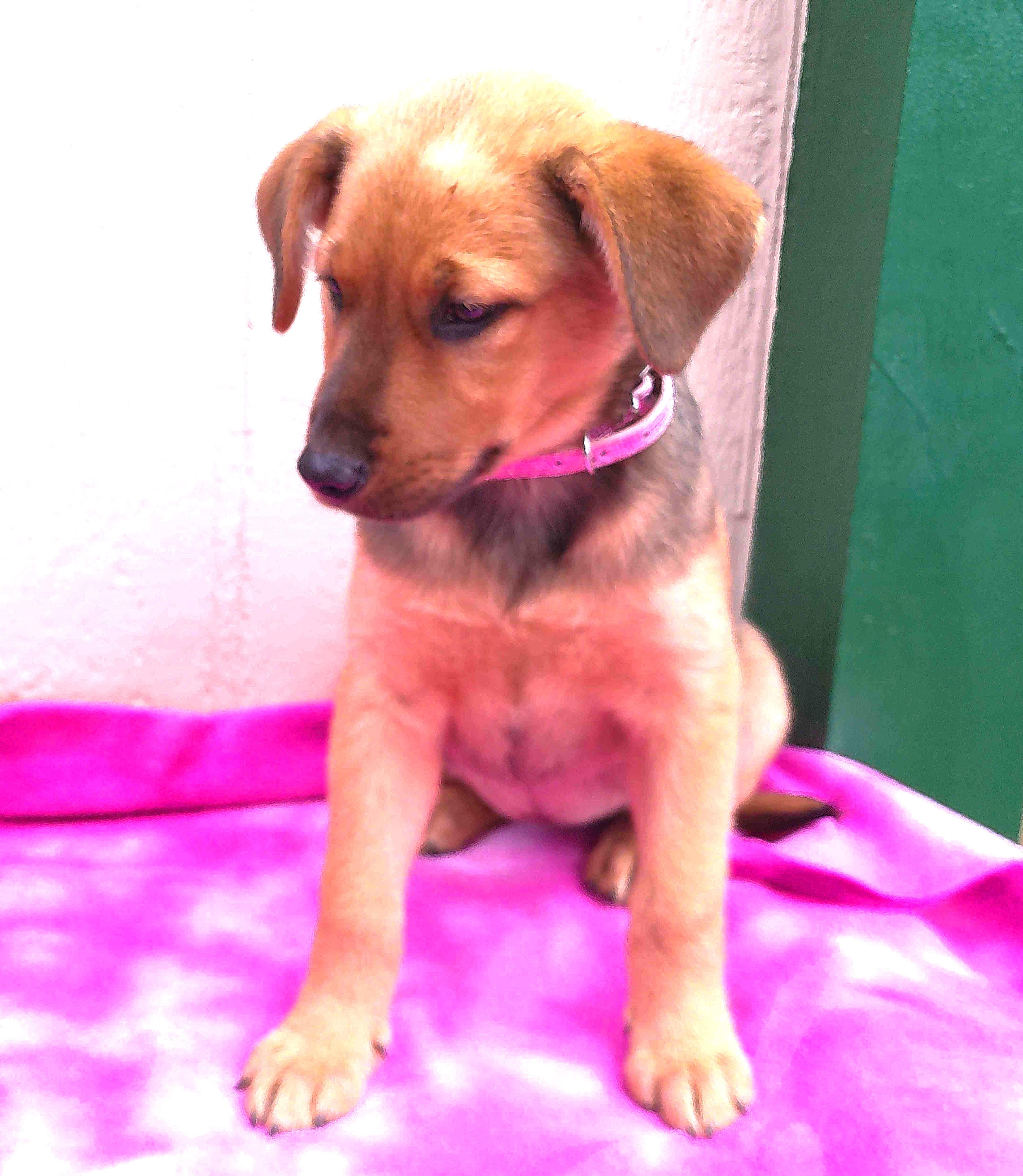 Enlarge GYPSY, a Adopted mixed breed in San Antonio, TX image 2/6