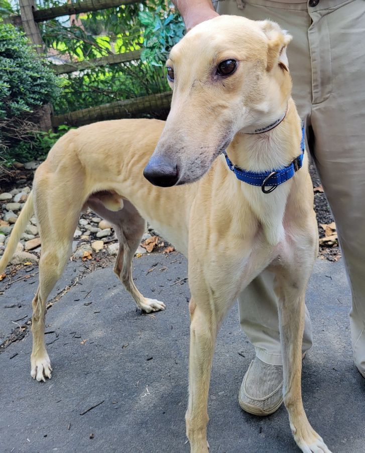PCH Get To You, adoptable, Adult Male Greyhound.