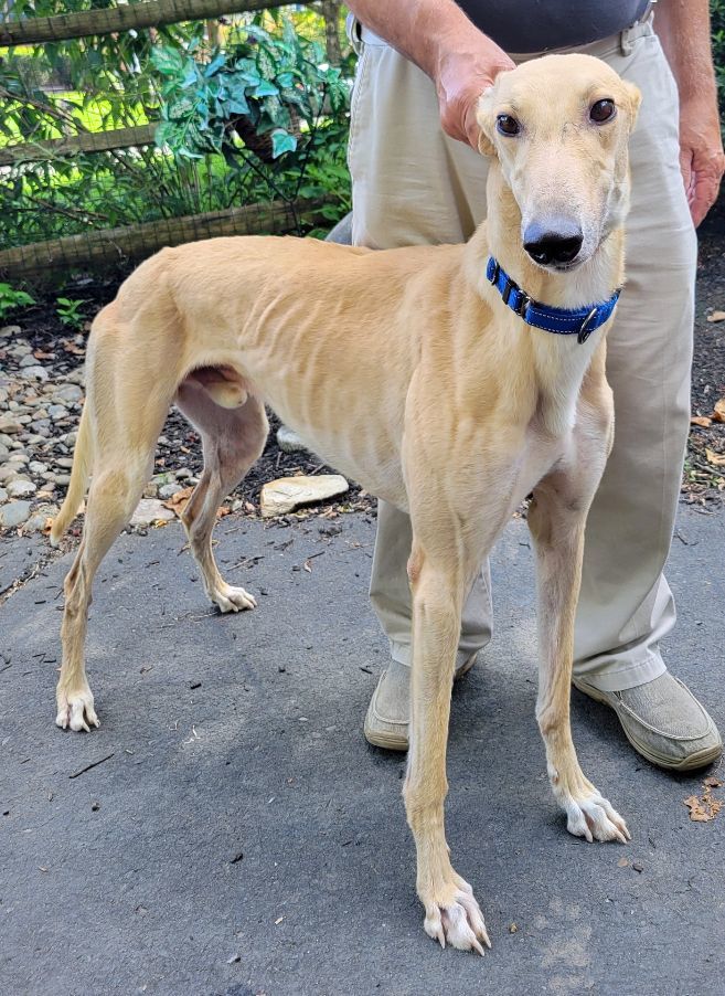 Enlarge PCH Get To You, an adoptable Greyhound in Allentown, PA image 2/2