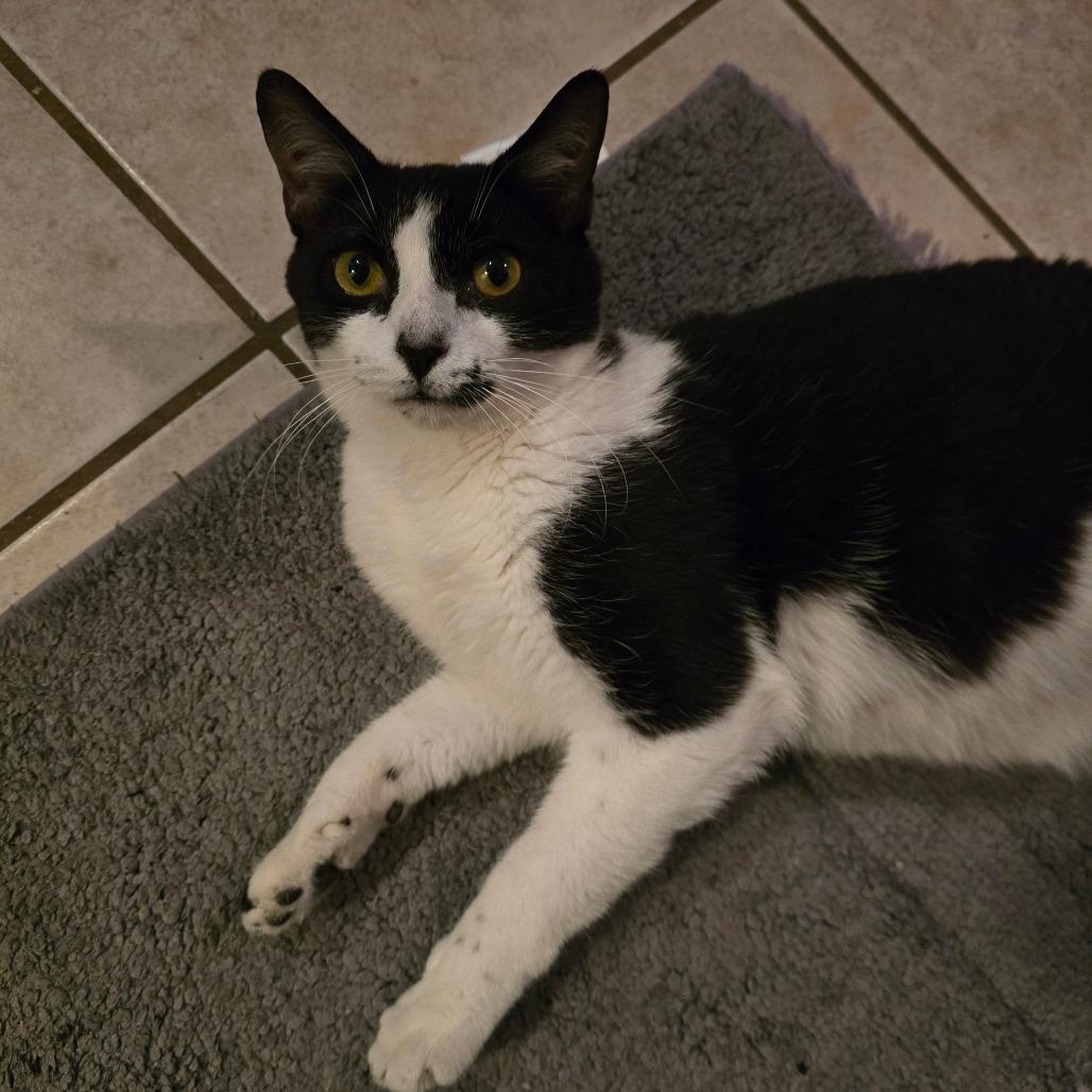 Enlarge Padme, a Adoptable Domestic Short Hair in Huntsville, AL image 1/6