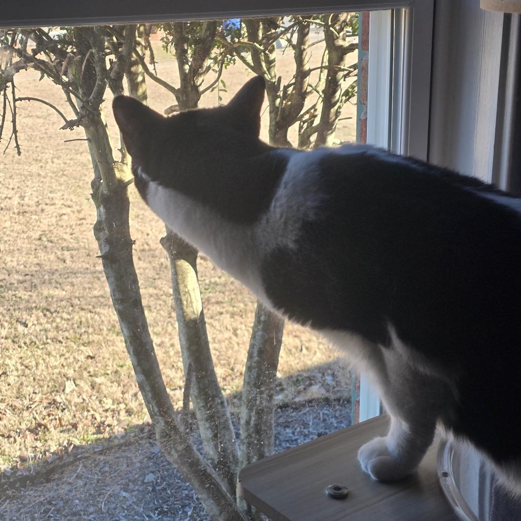 Enlarge Padme, a Adoptable Domestic Short Hair in Huntsville, AL image 2/6