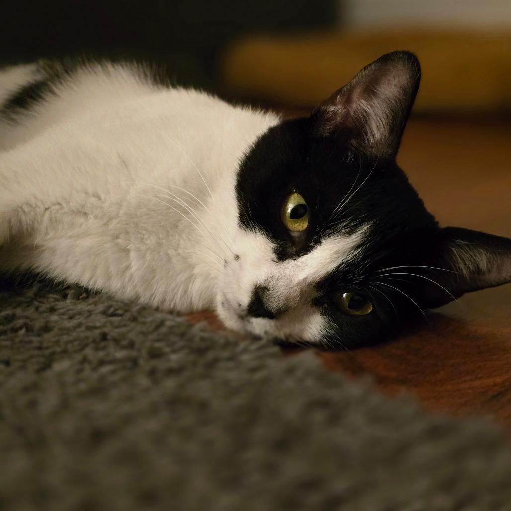 Enlarge Padme, a Adoptable Domestic Short Hair in Huntsville, AL image 3/6