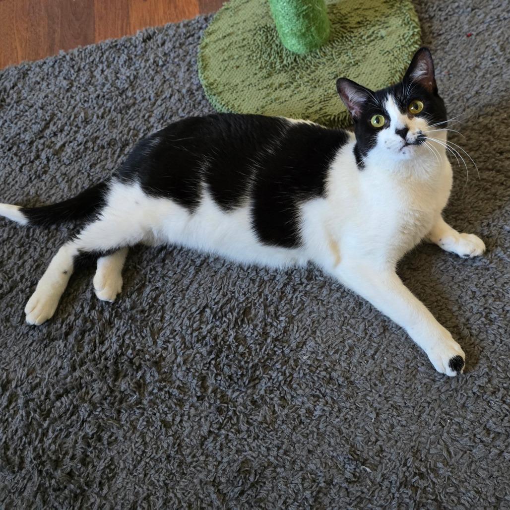 Enlarge Padme, a Adoptable Domestic Short Hair in Huntsville, AL image 4/6