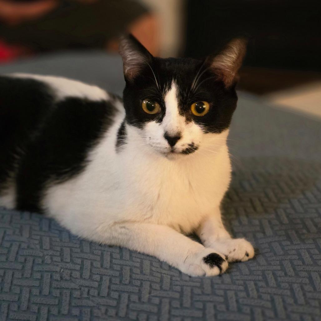 Enlarge Padme, a Adoptable Domestic Short Hair in Huntsville, AL image 5/6