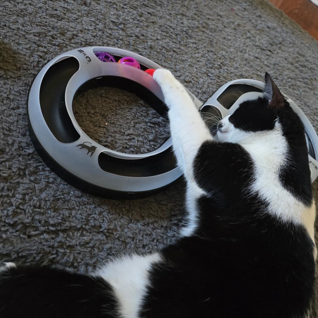 Enlarge Padme, a Adoptable Domestic Short Hair in Huntsville, AL image 6/6