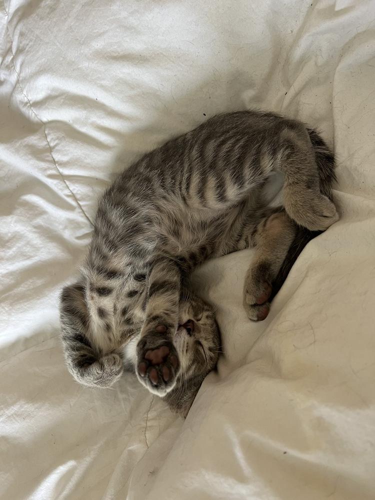 Ruby, Adopted, Kitten Female Domestic Short Hair.