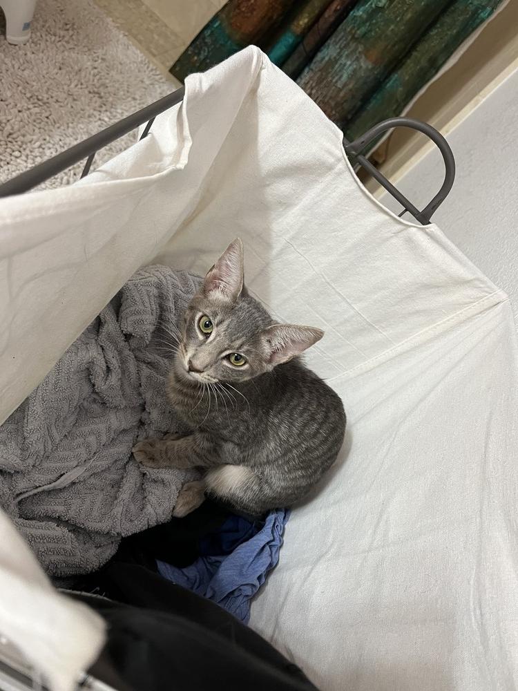 Enlarge Ruby, a Adopted Domestic Short Hair in Thatcher, AZ image 2/2